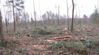 "Черные" лесорубы в Тверской области пойдут под суд
