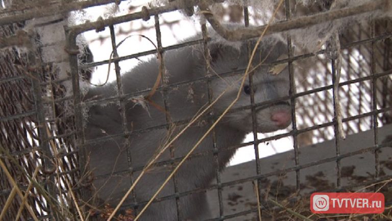 Специалисты регионального управления Россельхознадзора оценили работу одного из крупнейших российских норковых хозяйств