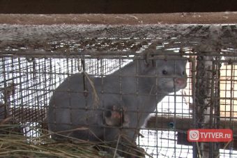 Специалисты регионального управления Россельхознадзора оценили работу одного из крупнейших российских норковых хозяйств Специалисты регионального управления Россельхознадзора оценили работу одного из крупнейших российских норковых хозяйств