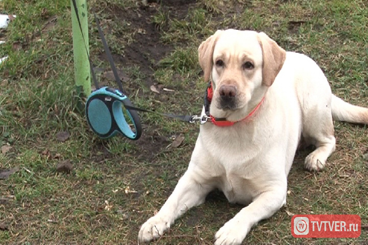 Российские кинологи рассказали об опасностях для собаки в саду