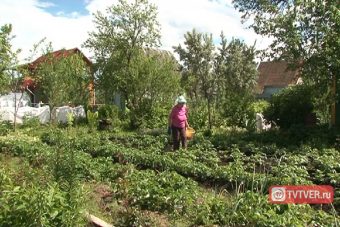 Пенсионеров освободили от уплаты налога за 6 соток земли