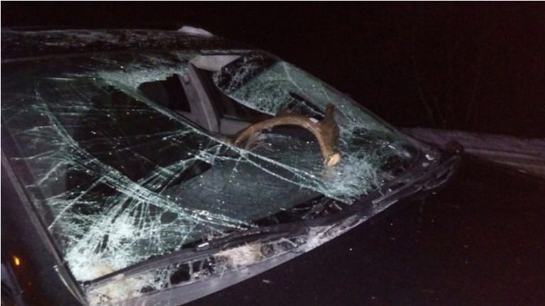 В Тверской области машина посшибала рога "сохатому"