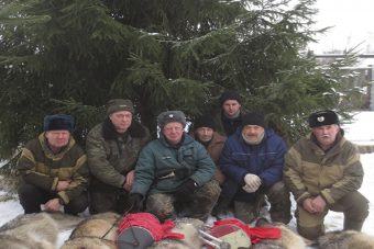 Волки, державшие в страхе тверские деревни, отстреляны