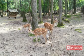В Тверской области по городу оленя «водили»