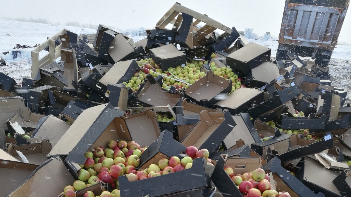 На полигоне в Тверской области уничтожили 106 тонн санкционных яблок, груш и томатов