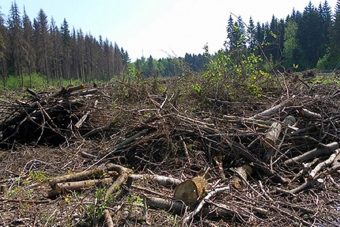 Россиян перестанут наказывать за сбор валежника