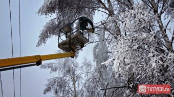 Расчищая просеки ЛЭП, в Тверской области вырубили свыше 118 га деревьев и кустарника