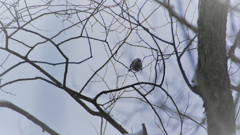 9 марта – Иванов день: что запрещается делать, и о чём говорят приметы