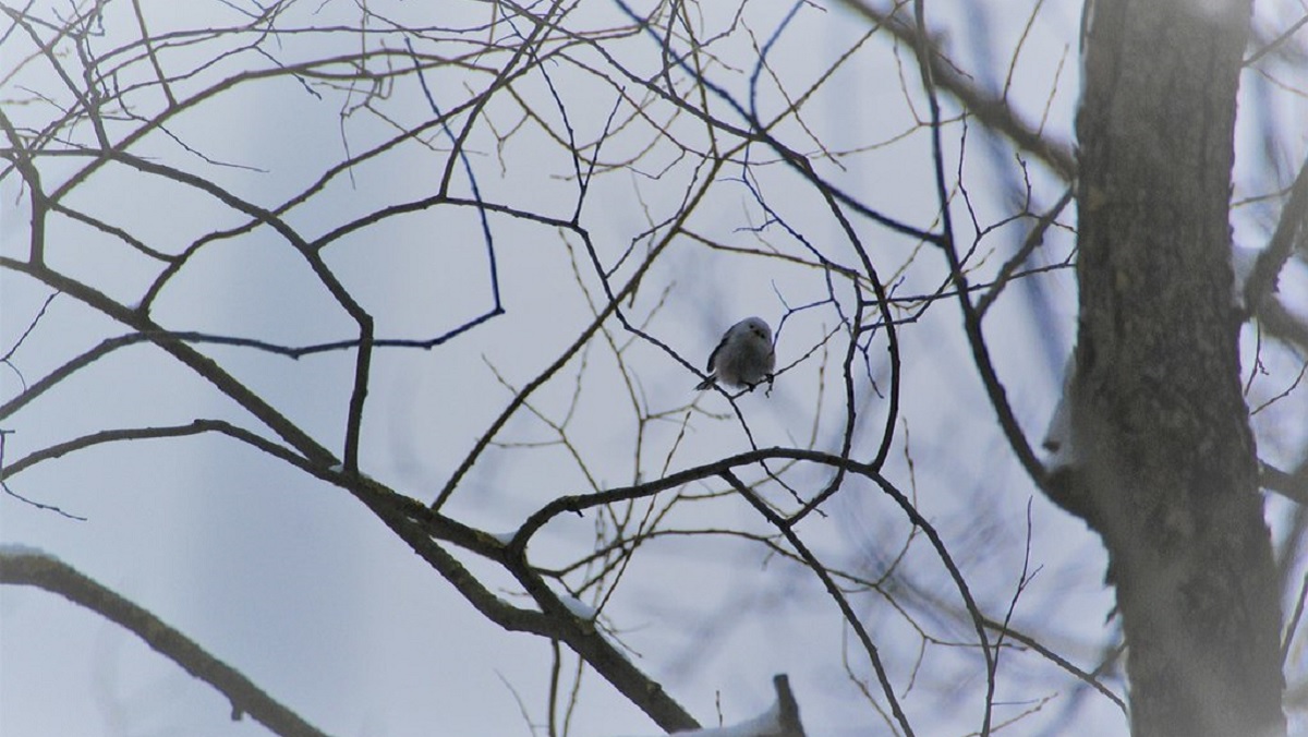 В Твери были замечены люди с биноклями