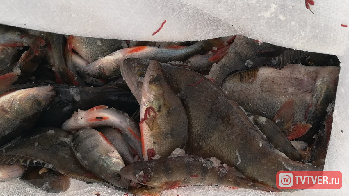 Более пяти тысяч рыболовов соревнуются в Тверской области на «Народной рыбалке»