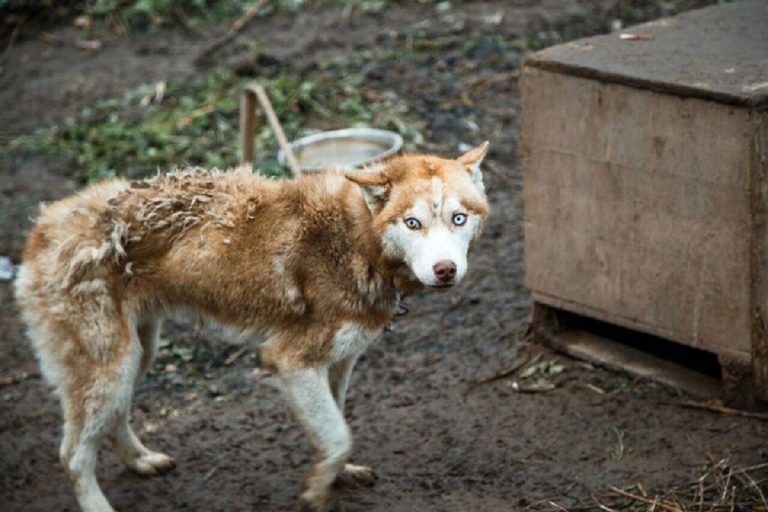 Зоозащитники обнаружили в Тверской области концлагерь для собак