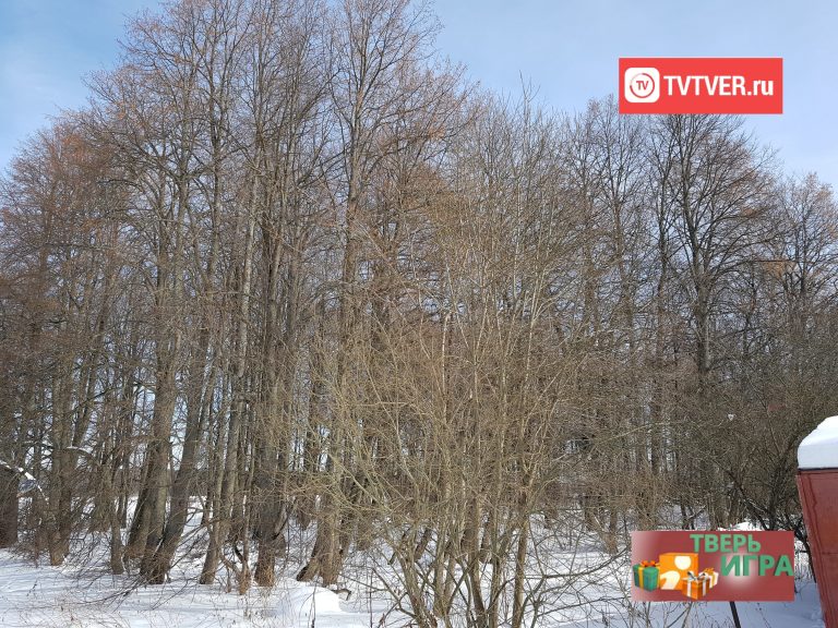 «Тверьигра», выпуск № 25: результат