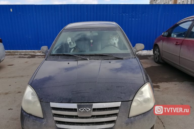 Клыкастая сигнализация: жители Твери ставят жесткую защиту от автоугона