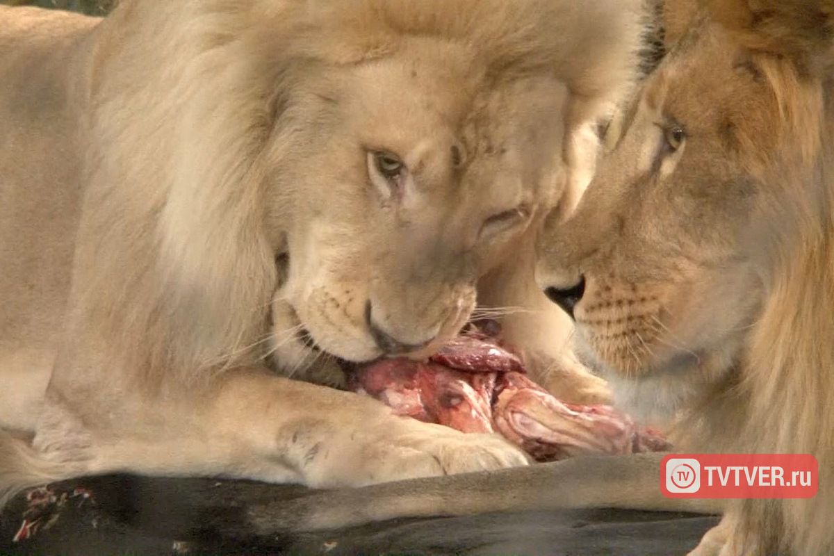 Братья Запашные: «Львы и тигры — не милые котики. Это охотники и убийцы»