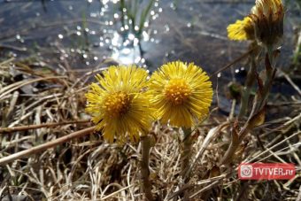 День весеннего равноденствия не принесет тверитянам долгожданного потепления День весеннего равноденствия не принесет тверитянам долгожданного потепления