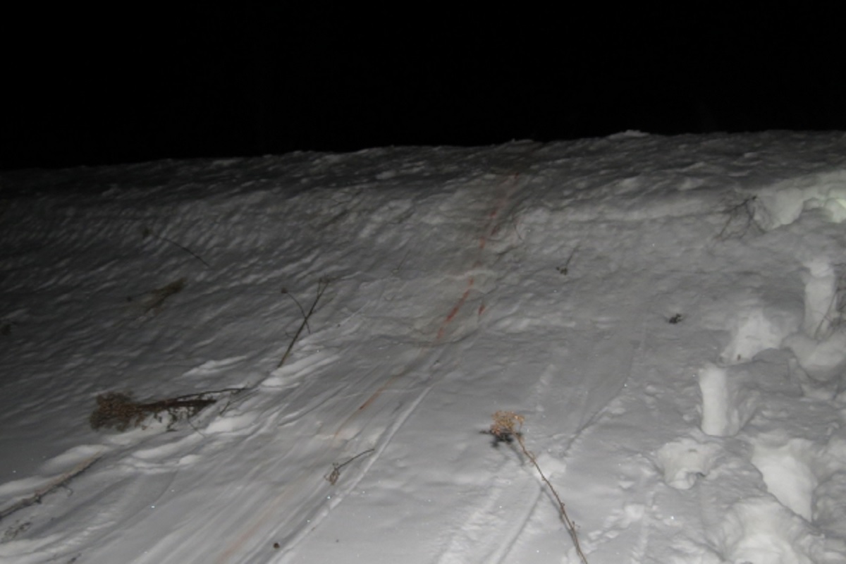 Под Старицей задержаны браконьеры с убитым лосем