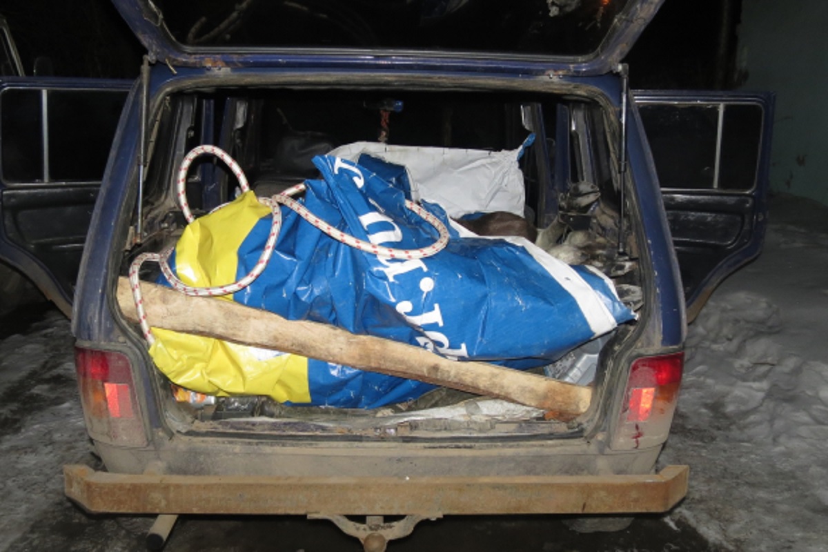 Под Старицей задержаны браконьеры с убитым лосем