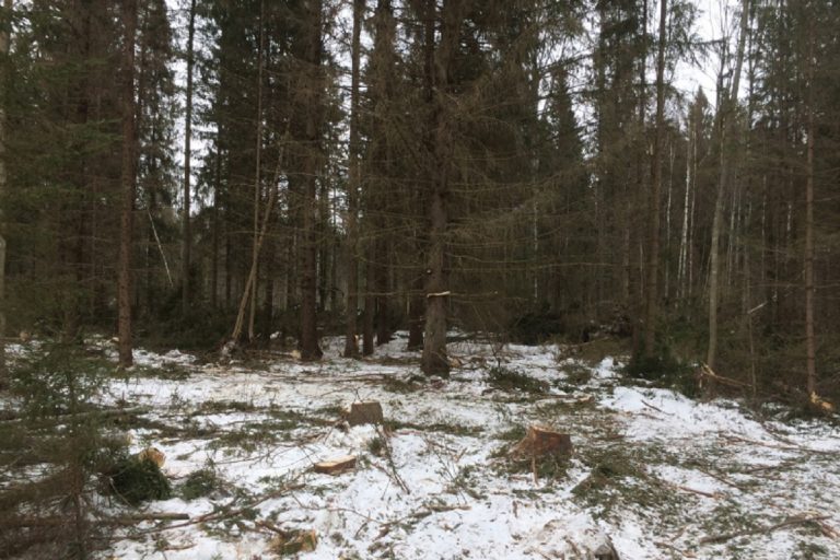 В Тверской области «черные» лесорубы нарубили ели и сосны на 200 тысяч рублей