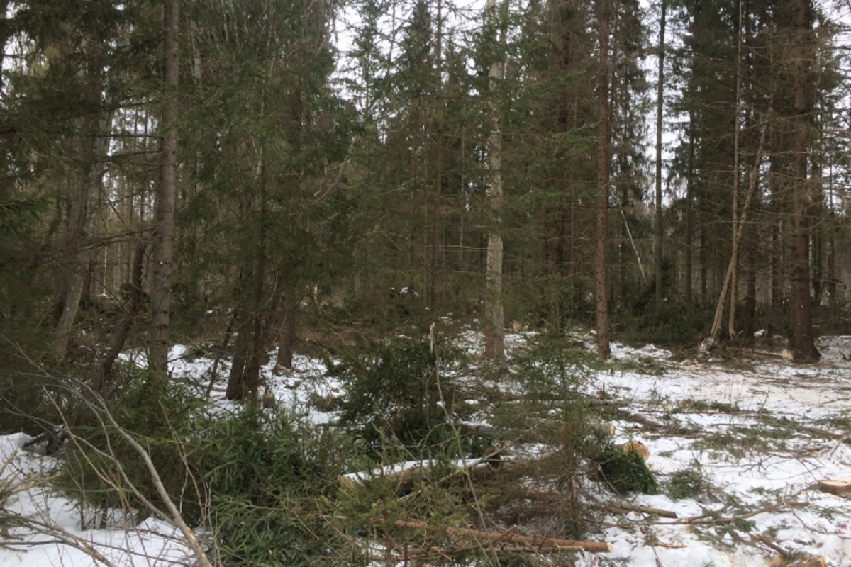 В Тверской области «черные» лесорубы нарубили ели и сосны на 200 тысяч рублей