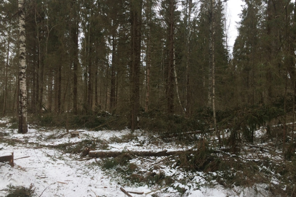 В Тверской области «черные» лесорубы нарубили ели и сосны на 200 тысяч рублей