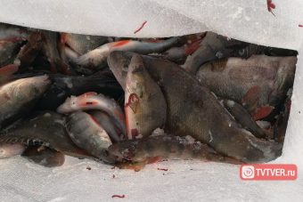 В Тверской области установлен запрет на ловлю рыбы в период нереста