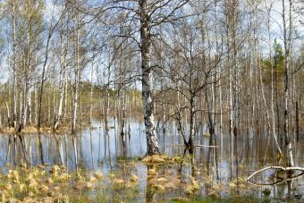 Уровень воды в Селигере впервые за 60 лет превысит опасные значения на 20 сантиметров Уровень воды в Селигере впервые за 60 лет превысит опасные значения на 20 сантиметров