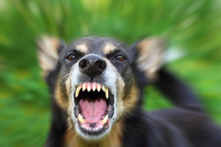 В Тверской области бешеная собака покусала двух человек