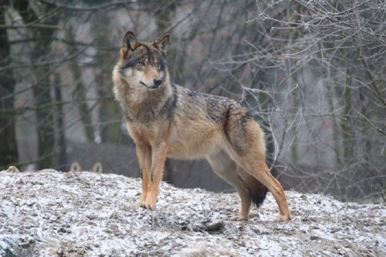 В Тверской области застрелили бешеного волка