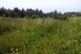 В Тверской области за бурьян на земле сельхозназначения заплатят штраф 400 тысяч рублей
