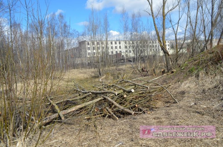 В Тверской области завалили валежником яму с битумом, из которой спасали лосиху