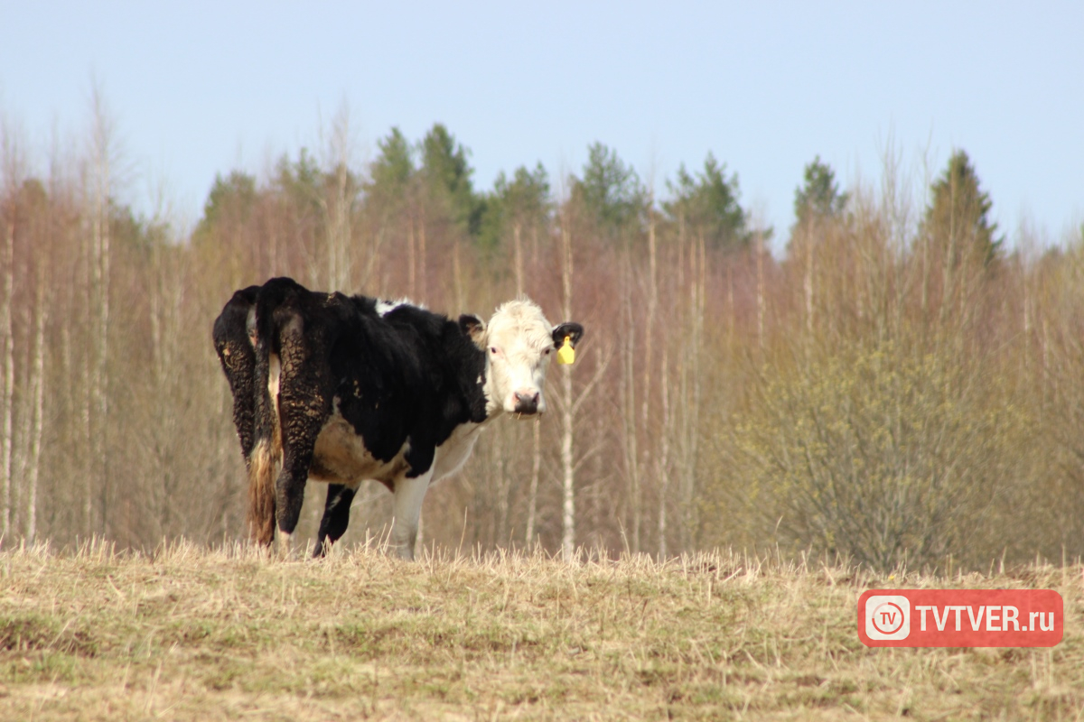 В Тверской области названы лидеры по объемам заготовки кормов для животноводства