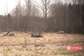 Адское животноводство в тверской глубинке Адское животноводство в тверской глубинке