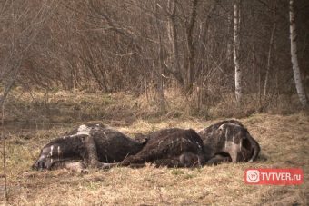 Адское животноводство в тверской глубинке Адское животноводство в тверской глубинке