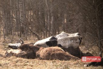 Адское животноводство в тверской глубинке