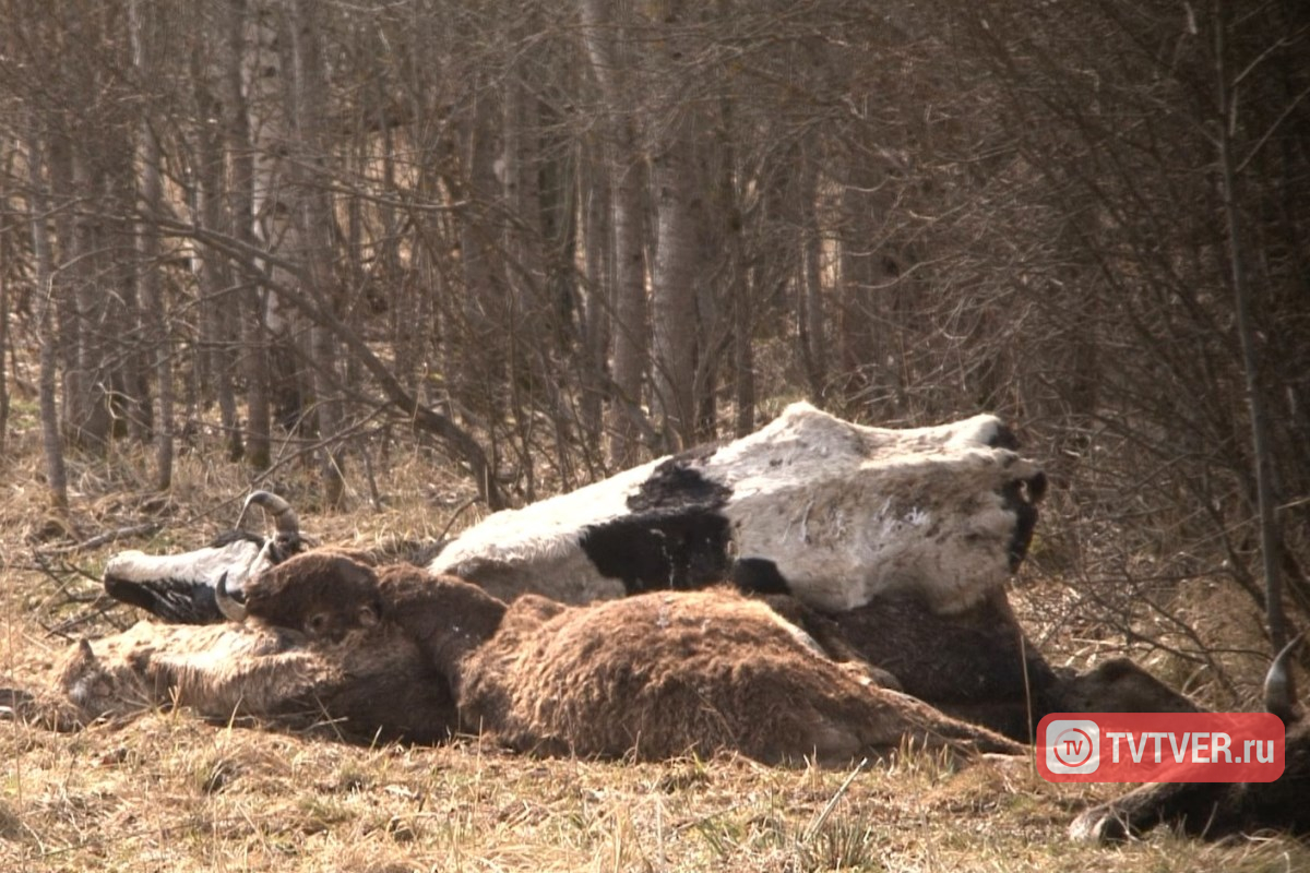 Мертвое стадо коров в Тверской области сожгут