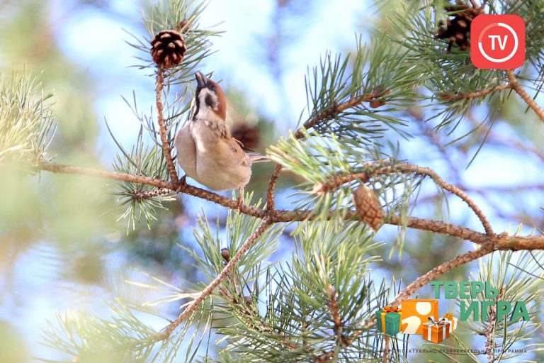 «Тверьигра», выпуск № 46: результат