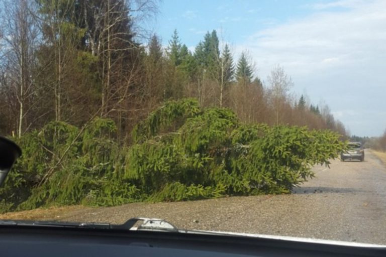 Упавшие деревья, поваленные остановки и сорванные теплицы: обрушившаяся на Тверскую область стихия в фотографиях из соцсетей