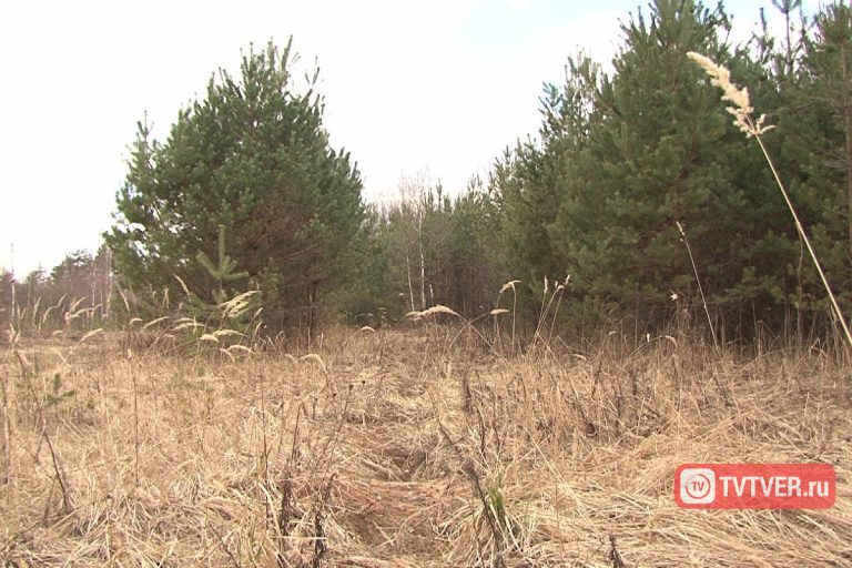 В Тверской области неиспользуемые сельхозземли могут изымать у собственников