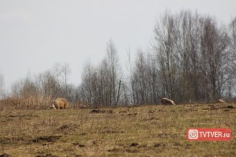 Адское животноводство в тверской глубинке