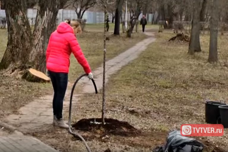 Жители Твери не хотят сажать деревья на Аллее Славы