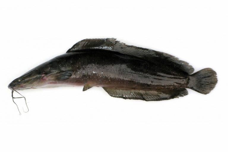 Из Пскова в Тверь не довезли 16 тонн тайских морепродуктов