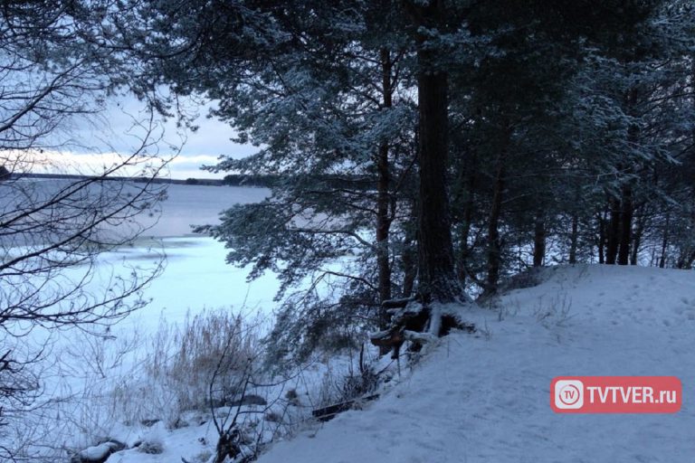 Тверитяне смогут безнаказанно собирать валежник в лесу Тверитяне смогут безнаказанно собирать валежник в лесу
