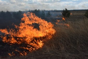 Горящую в Тверской области траву видно из космоса