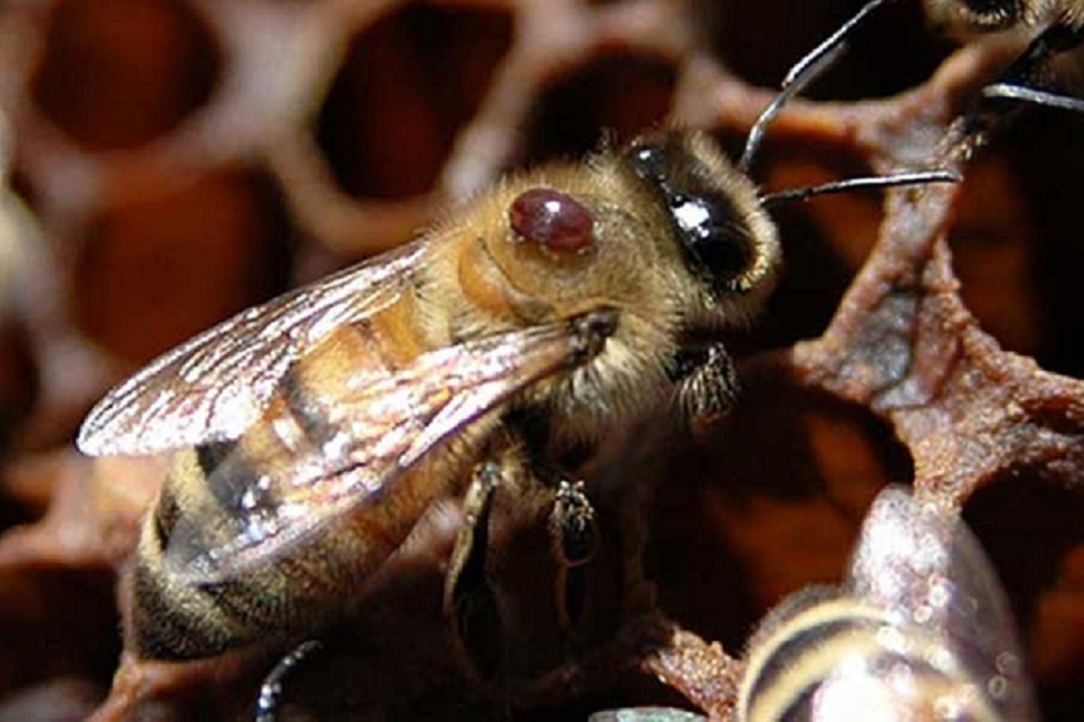 В Тверской области зарегистрировано опасное заболевание пчел