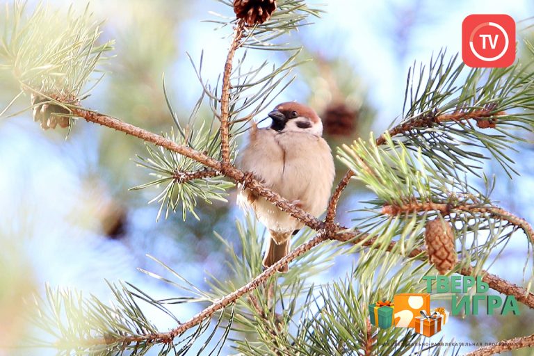 «Тверьигра», выпуск № 46: результат