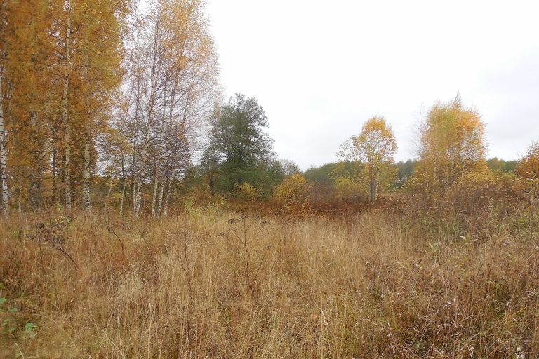 Владельца заросшего кустарником участка в Тверской области оштрафовал суд