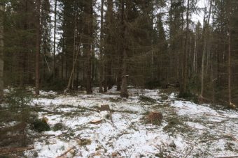 В Тверской области незаконно вырубили ели на полмиллиона рублей