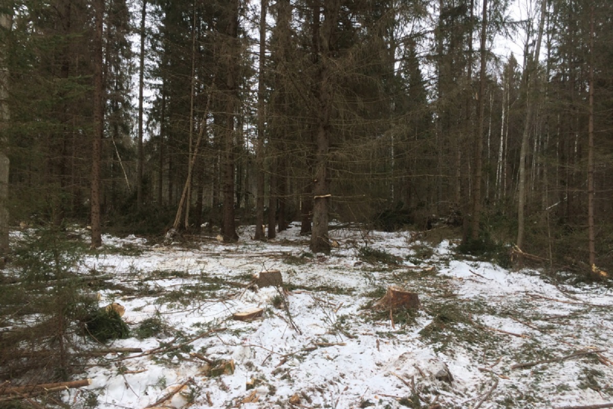 Ущерб от спила нескольких елей в Тверской области оценили в миллион рублей