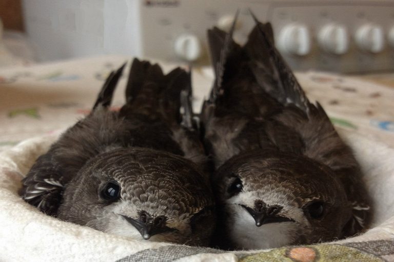 В Торжке могут заживо замуровать стаю стрижей из 300 особей