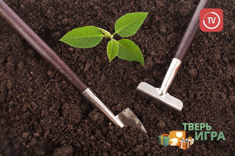 «Тверьигра», выпуск № 41: результат